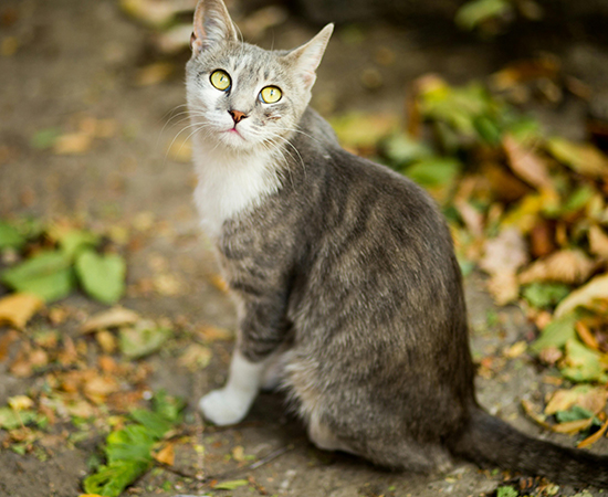 gato callejero esperando para comer